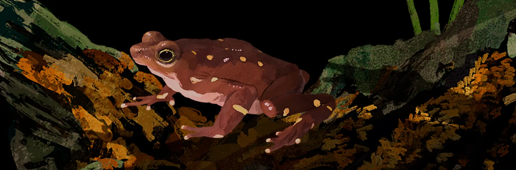 Taller para familias: ranas arlequín