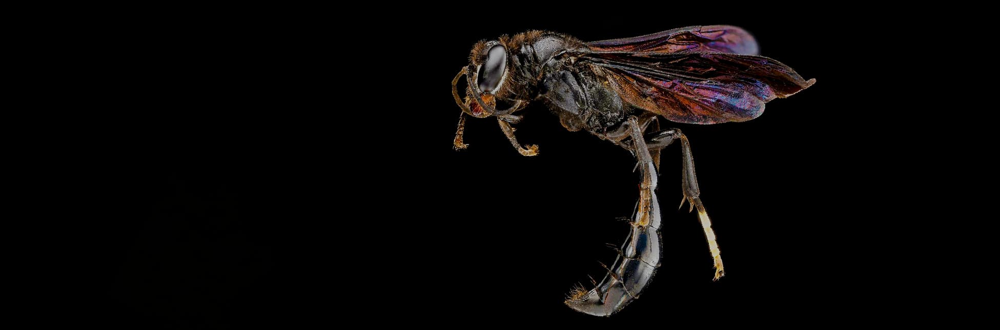 Niditos de barro de avispas alfareras: solitarias, constructoras y cazadoras de arañas